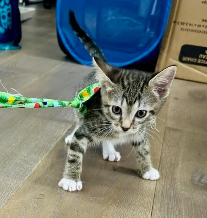 A baby medium-sized male Tabby (Buff / Tan / Fawn) Domestic Short Hair cat named Red Kuri for adoption in Redmond, WA