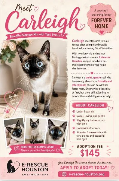 A young medium-sized female Seal Point Siamese cat named Carleigh for adoption in Spring Branch, TX