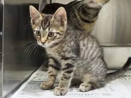 A baby small-sized male Domestic Short Hair cat named Benji for adoption in West Seneca, NY