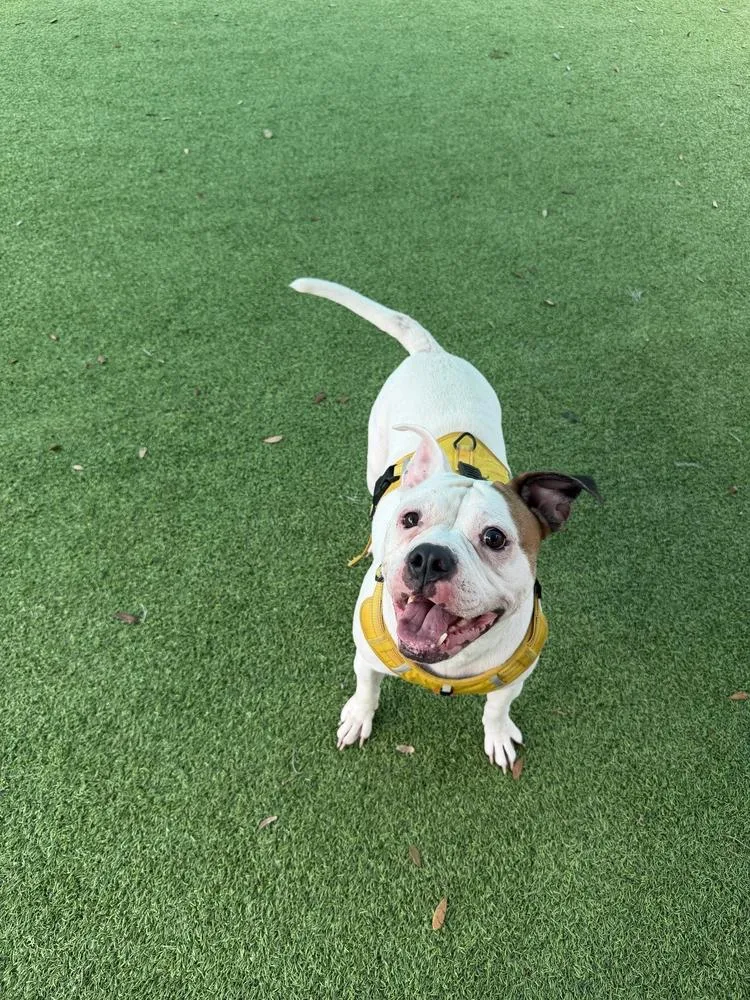An adult medium-sized female White / Cream American Bulldog dog named Shasta for adoption in Lakeland, FL