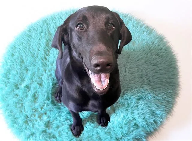 A young medium-sized male Labrador Retriever dog named Remington for adoption in Fort Lauderdale, FL
