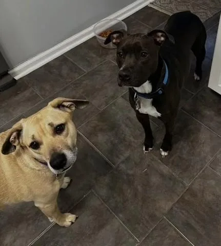 An adult medium-sized male Pit Bull Terrier dog named Nico & Lily for adoption in Richboro, PA