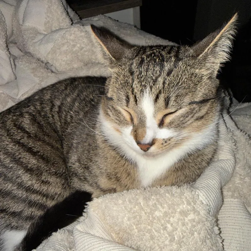 Freckles Bonded with