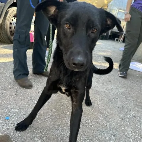 A young medium-sized male Labrador Retriever dog named Nimbus for adoption in Austin, TX