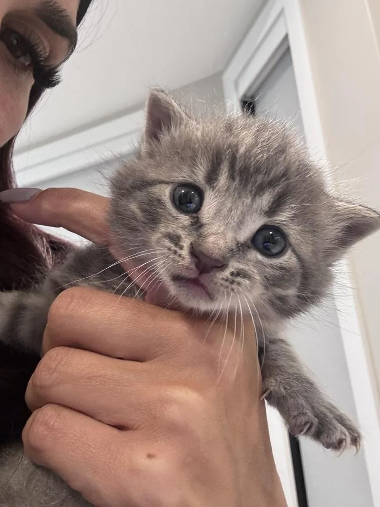 A baby medium-sized male Gray / Blue / Silver Domestic Short Hair cat named Piggie Smalls for adoption in Clinton Township, MI