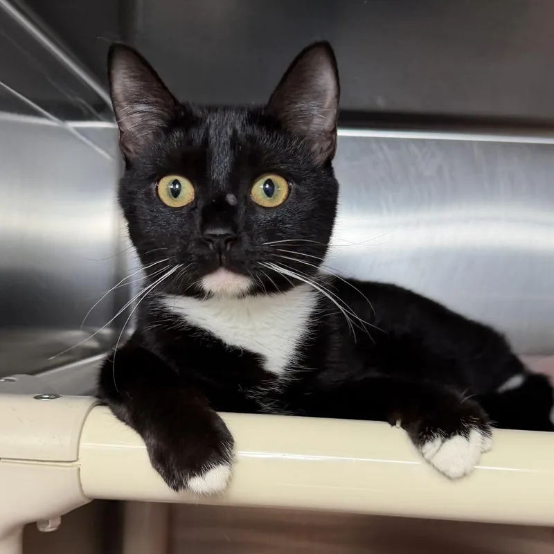 A young medium-sized female Black Domestic Short Hair cat named Faith for adoption in Kennebunk, ME