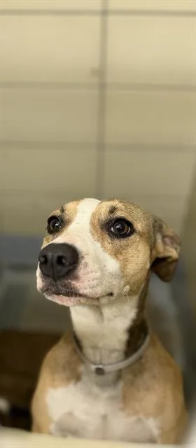 A young medium-sized female Staffordshire Bull Terrier dog named Shelby for adoption in Houston, TX