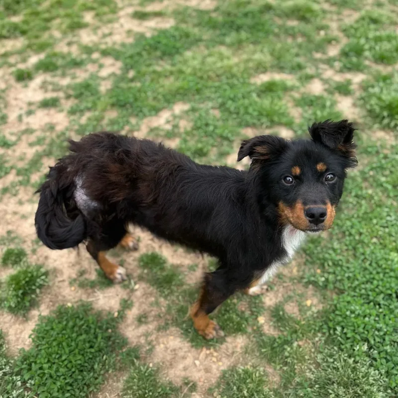 An adult medium-sized female Black Australian Shepherd dog named Teagan for adoption in Brownsboro, AL