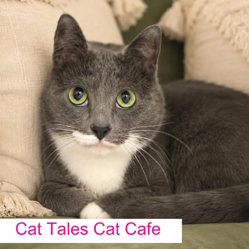 An adult large-sized female Gray / Blue / Silver Domestic Short Hair cat named Fancy for adoption in Chapel Hill, NC