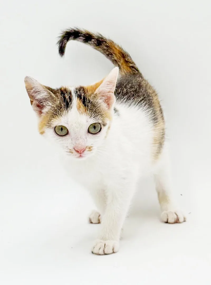A baby small-sized female White Turkish Van cat named Jelly will be the for adoption in Bedford Hills, NY