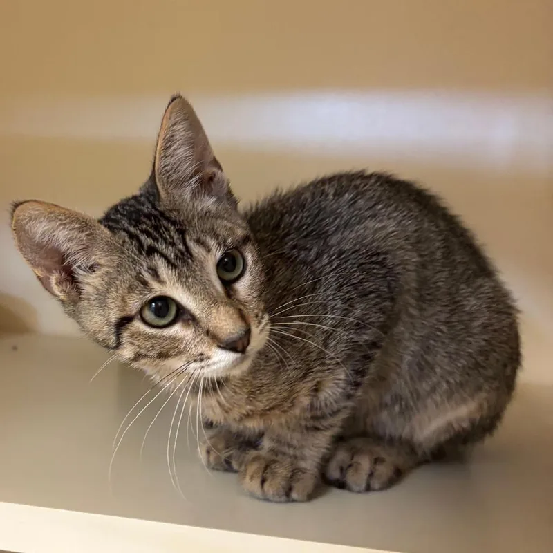 A baby small-sized male Brown / Chocolate Domestic Short Hair cat named Bobo for adoption in South Elgin, IL