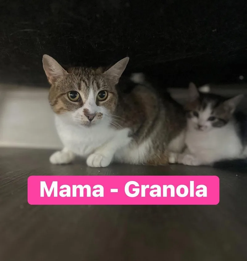 An adult medium-sized female Calico Domestic Short Hair cat named Granola for adoption in Duluth, GA