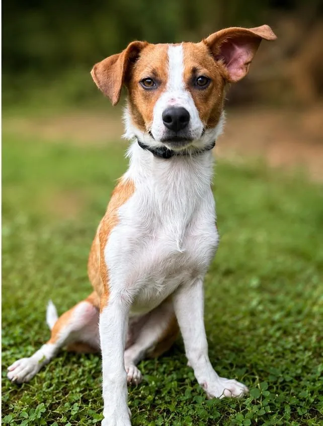 A young small-sized male Apricot / Beige Parson Russell Terrier dog named Snickers for adoption in Honeoye Falls, NY