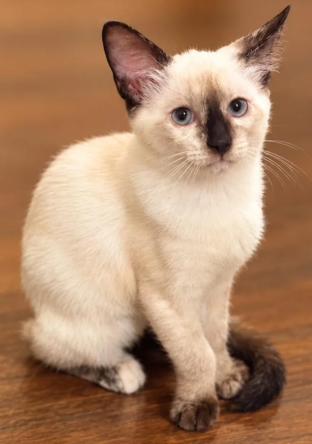 A baby medium-sized female Seal Point Siamese cat named Cappuccino A for adoption in Fresno, CA