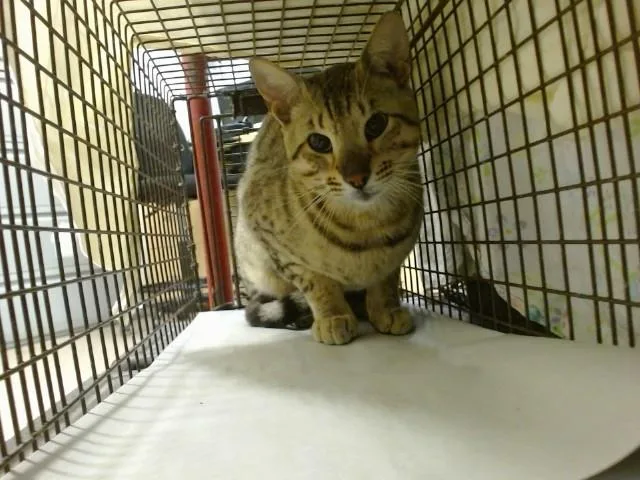 A young small-sized male Bengal cat named Baker for adoption in Miami, FL