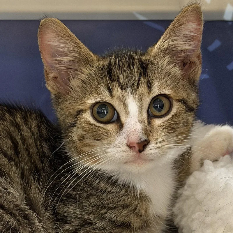 A baby medium-sized male Domestic Short Hair cat named Gerry for adoption in Hilton Head Island, SC