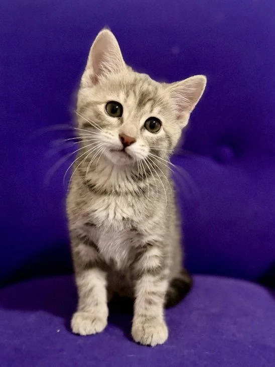 A young medium-sized female Gray / Blue / Silver Domestic Short Hair cat named Linden for adoption in Nashville, TN