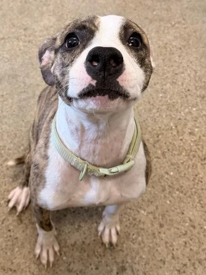 A young medium-sized male Brown / Chocolate Pit Bull Terrier dog named Wyatt for adoption in Cleveland, OH