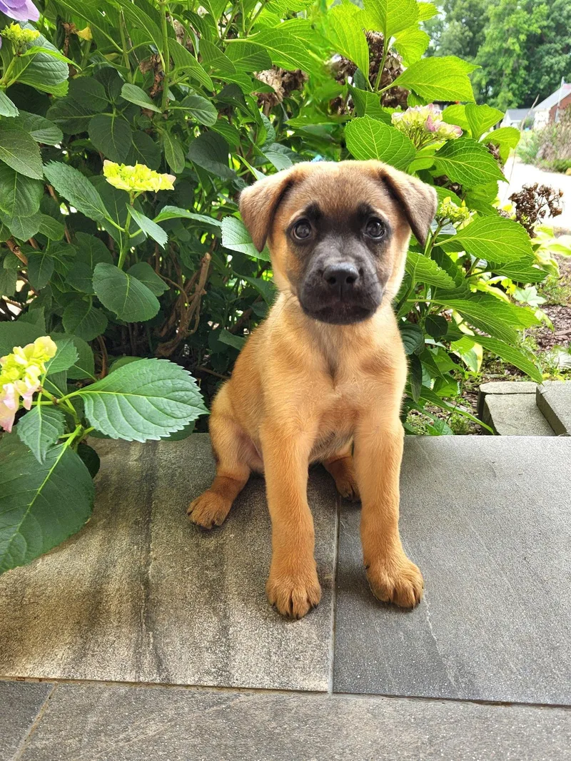 A baby large-sized male Bicolor German Shepherd Dog dog named Frankie for adoption in Monroe, NC