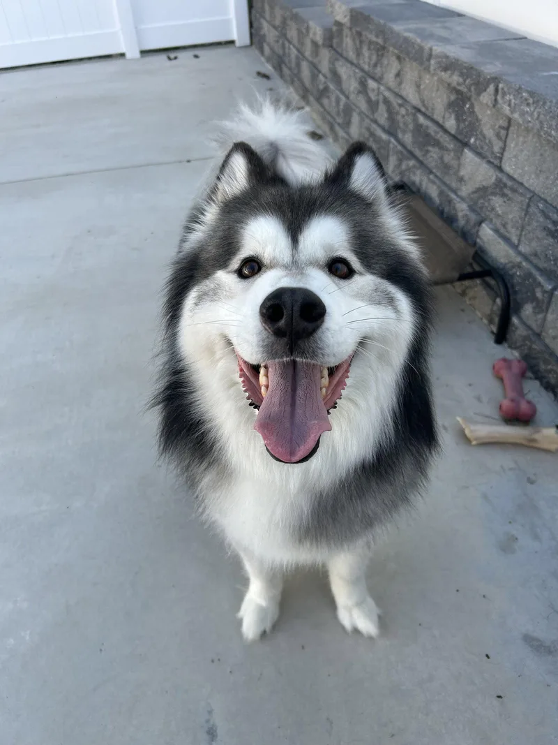 Nikko