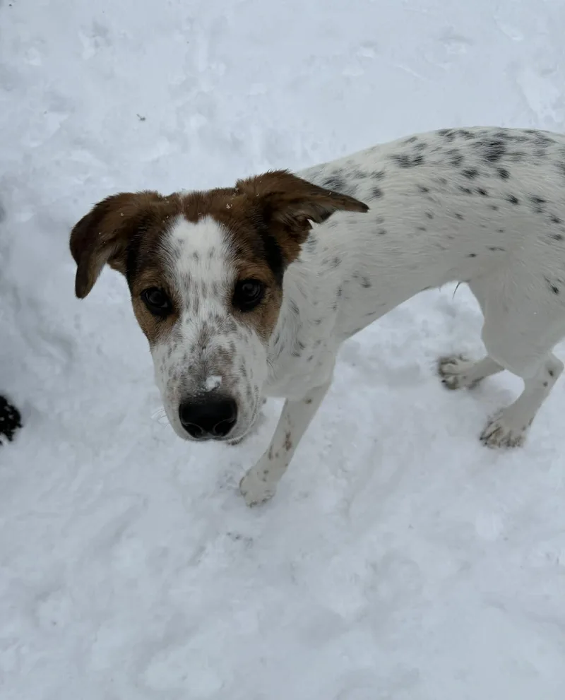 A baby medium-sized male Tricolor (Brown, Black, & White) Great Pyrenees dog named James for adoption in Dover, AR