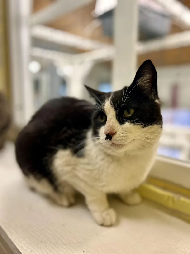 A young medium-sized female Black & White / Tuxedo Domestic Short Hair cat named Panda for adoption in Dayton, OH