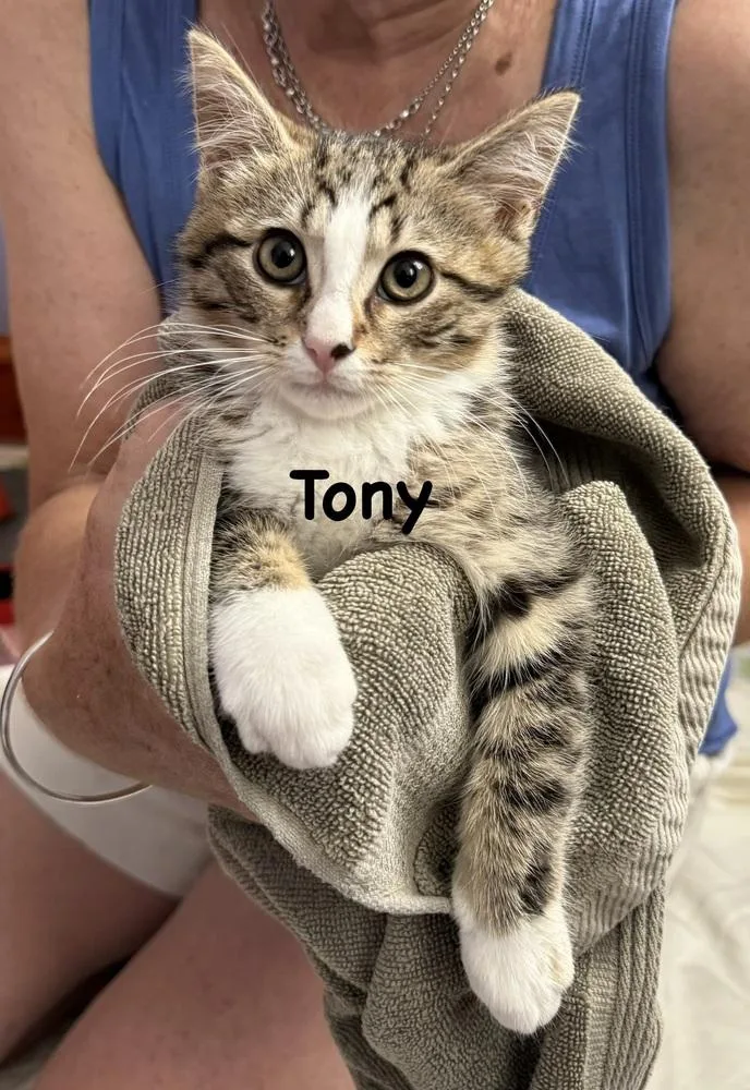 A baby small-sized male Domestic Short Hair cat named Tony for adoption in Telford, PA