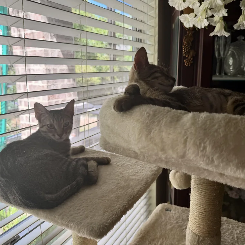 A baby medium-sized female Tabby (Brown / Chocolate) Domestic Short Hair cat named Penni & Ginger for adoption in Liverpool, TX