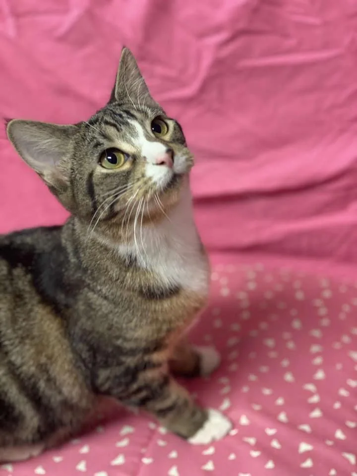 An adult medium-sized female Domestic Short Hair cat named Lisa for adoption in Champaign, IL