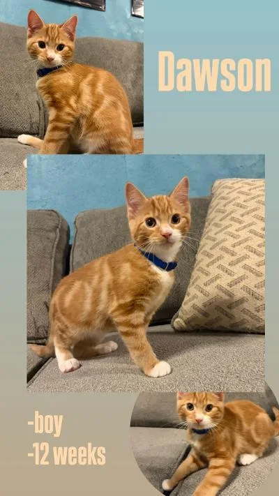 A baby medium-sized male Orange / Red Domestic Short Hair cat named Mr Dawson for adoption in Mokena, IL