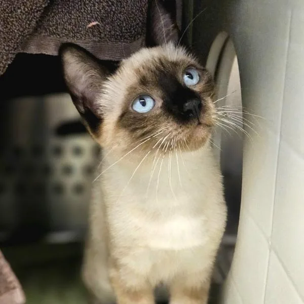 A baby medium-sized female Domestic Short Hair cat named Velma for adoption in Oakland, CA