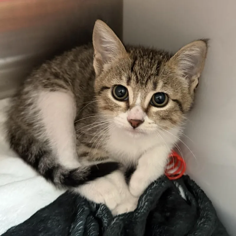 A baby small-sized female Domestic Short Hair cat named Neverland for adoption in Los Angeles, CA