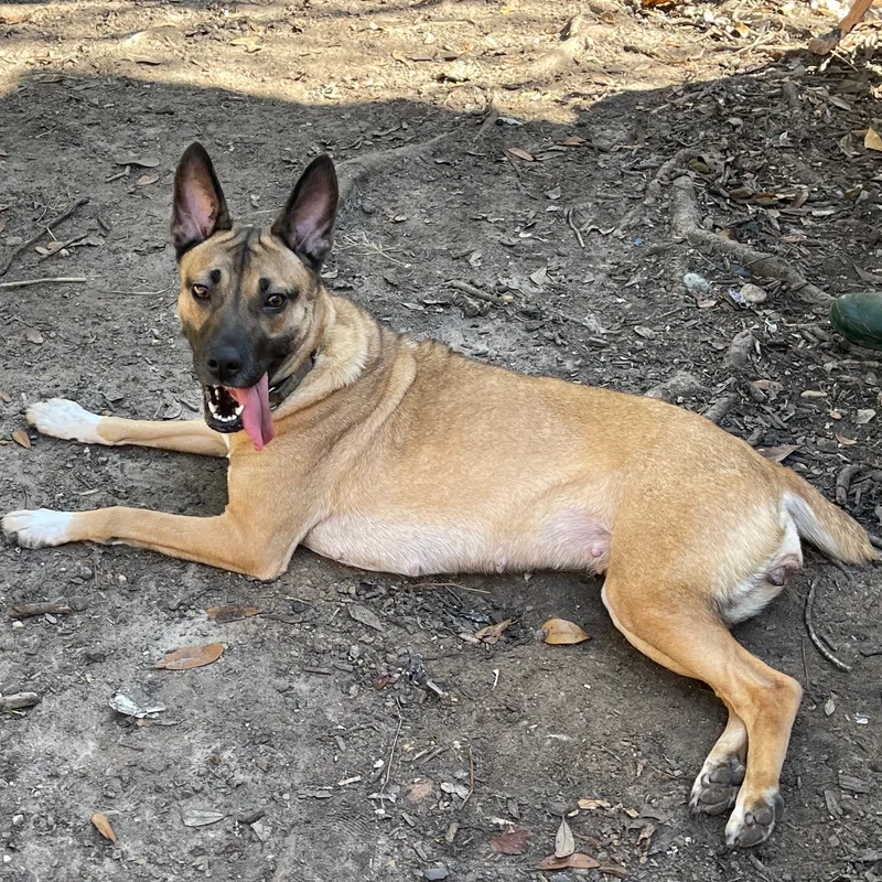 An adult medium-sized female Mixed Breed dog named Lola Bunny for adoption in Spring, TX