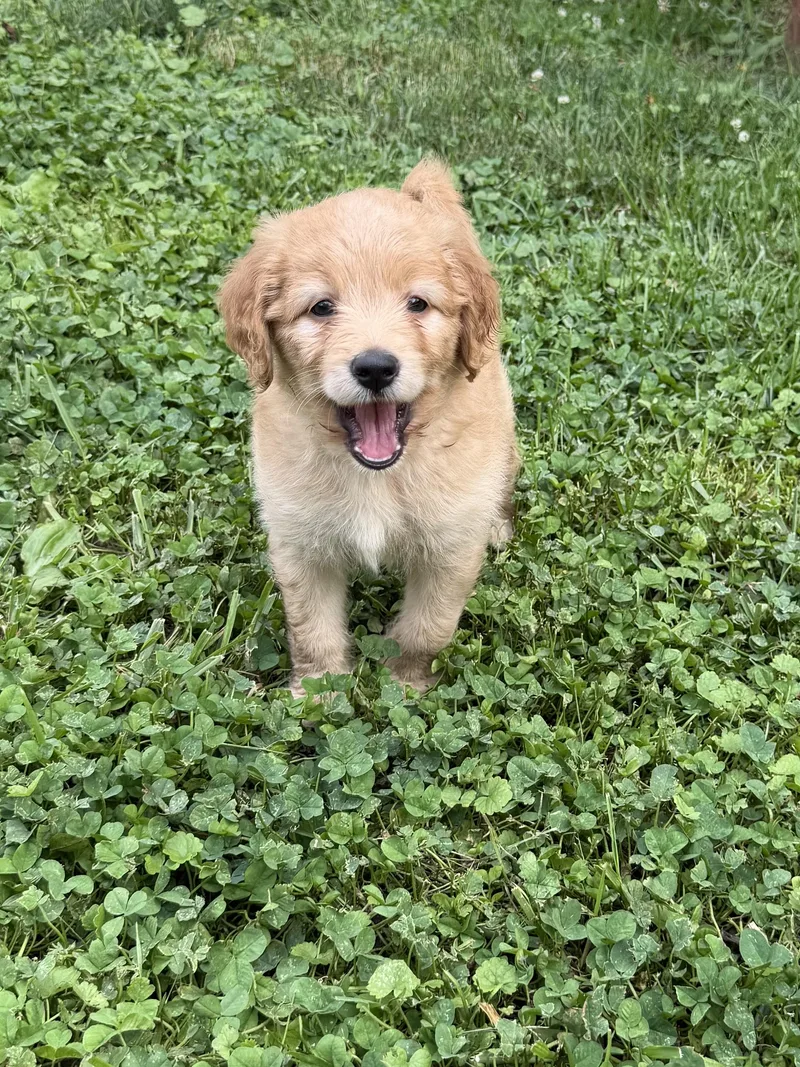 A baby small-sized female Spaniel dog named Robin for adoption in Berlin, NJ
