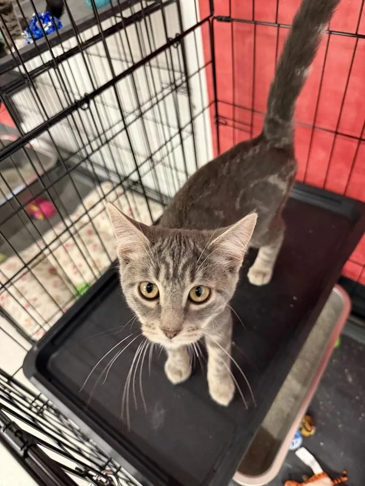 A baby small-sized female Gray / Blue / Silver Domestic Short Hair cat named Dust Bunny for adoption in Taylor, PA