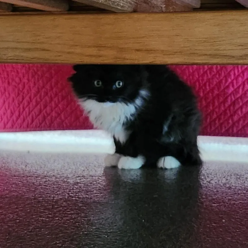 A baby small-sized female Black Domestic Long Hair cat named Mae for adoption in Brockton, MA