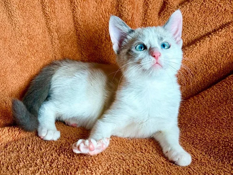 A baby small-sized female Domestic Short Hair cat named Ellie for adoption in Cookeville, TN