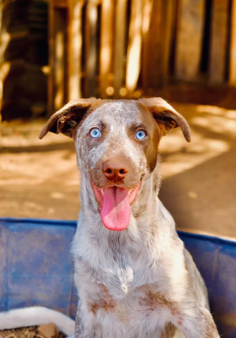 A baby medium-sized female Australian Shepherd dog named Monstera for adoption in San Diego, CA