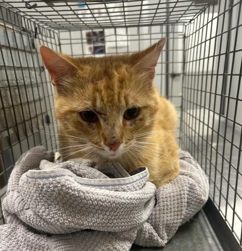 A young medium-sized male Domestic Short Hair cat named Pallie for adoption in Clarksville, TN