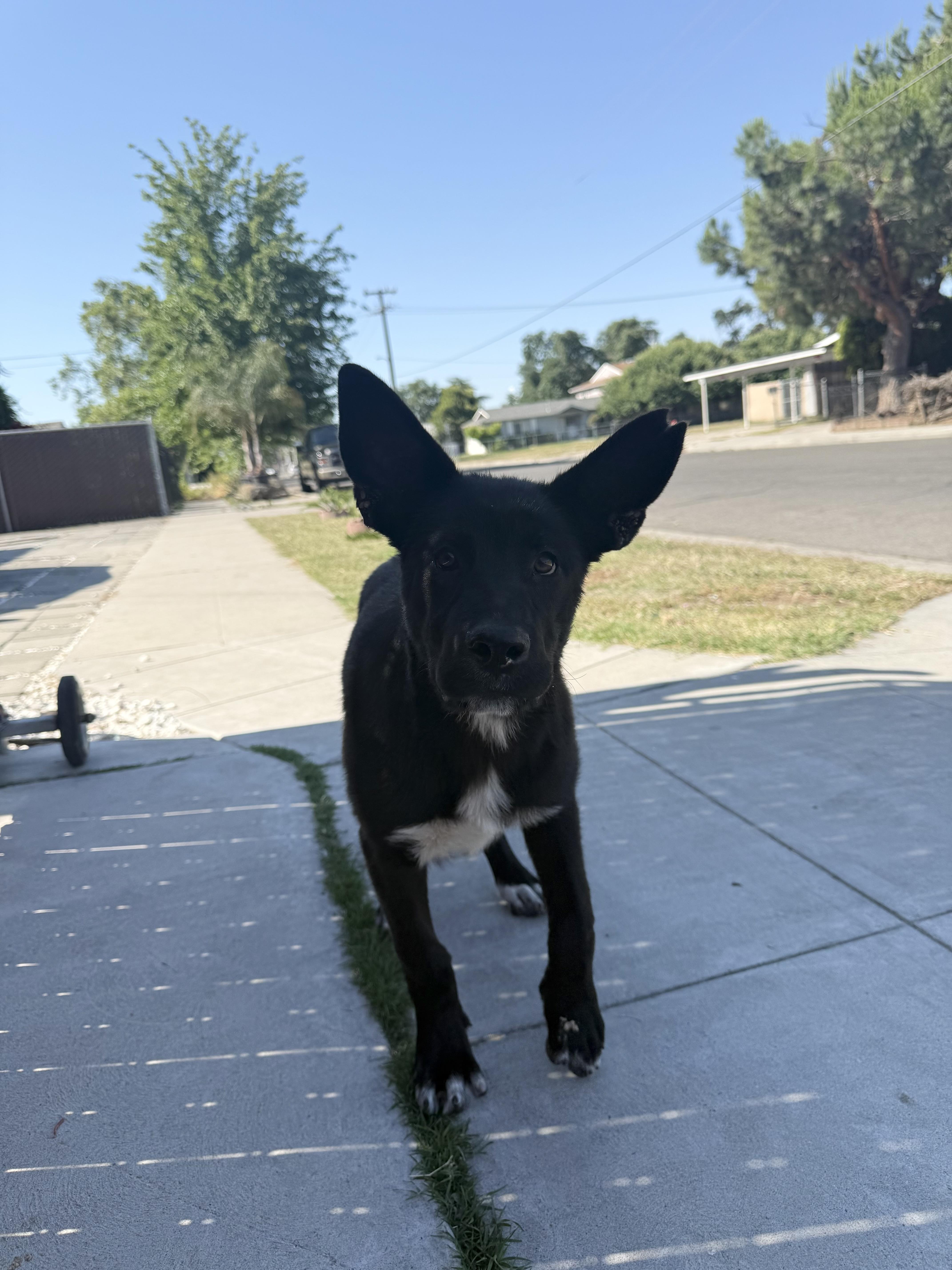 A baby large-sized female Black German Shepherd Dog dog named Corolla for adoption in Fresno, CA