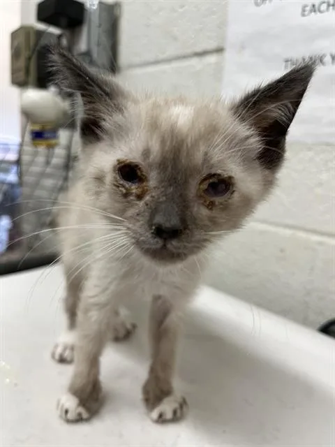 A baby small-sized male Snowshoe cat named A for adoption in Chula Vista, CA