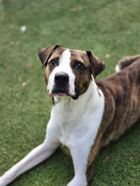 An adult medium-sized male Mixed Breed dog named Rubble for adoption in Newton, NC