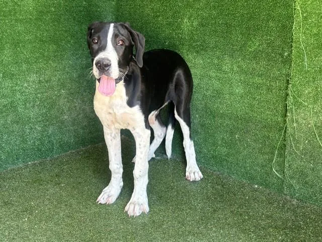 A baby small-sized female Great Dane dog named Lucky for adoption in Lancaster, CA