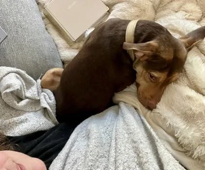 An adult medium-sized female Mixed Breed dog named Ruper for adoption in Washington, DC