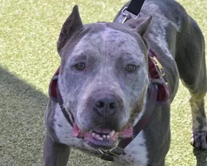 An adult large-sized female Mixed Breed dog named Blue Cheese for adoption in West Seneca, NY