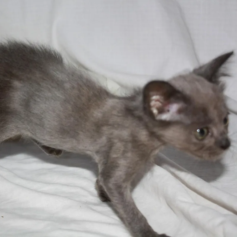 A baby small-sized female Gray / Blue / Silver Domestic Short Hair cat named Macaroon for adoption in Greenwood, MO