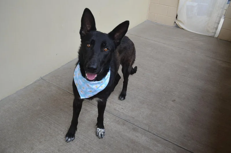 A young large-sized female German Shepherd Dog dog named Valeticta for adoption in McKinney, TX