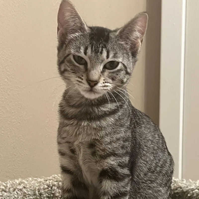 A baby small-sized female Tabby (Brown / Chocolate) Domestic Short Hair cat named Nala for adoption in Liverpool, TX