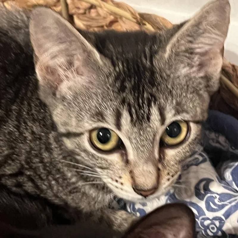 Nala thumbnail 4