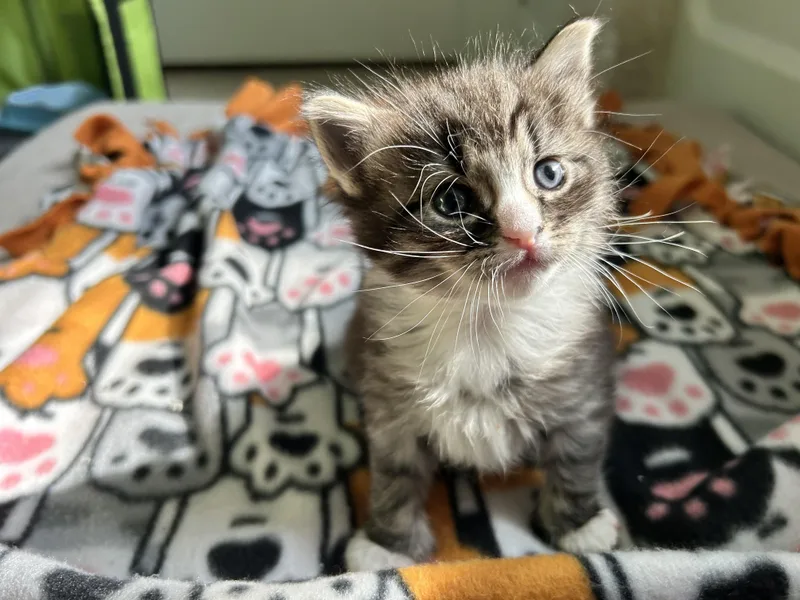 A baby medium-sized female Tabby (Gray / Blue / Silver) Domestic Medium Hair cat named Clara for adoption in Sanford, NC